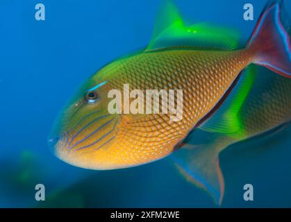 Redtail Triggerfish (Xanthichthys mento), Socorro Island, Revillagigedo Archipelago Biosphere Reserve / Archipielago de Revillagigedo UNESCO Natural World Heritage Site (Socorro Islands), Pacific Ocean, Western Mexico, April Stock Photo