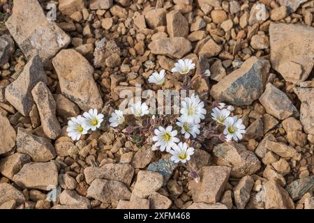 Edmondston's chickweed (Cerastium nigrescens) growing in rocks,  Unst, Shetland, Scotland UK. June. Stock Photo