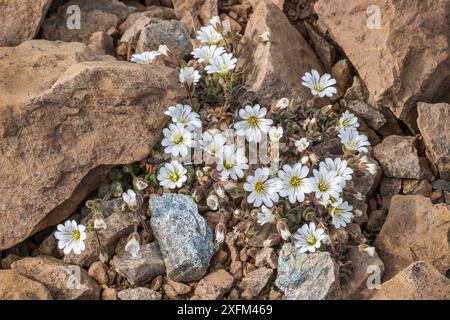 Edmondston's chickweed (Cerastium nigrescens) growing in rocks,  Unst, Shetland, Scotland UK. June. Stock Photo