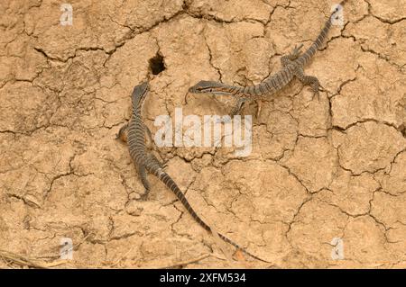 Rosenberg's goanna (Varanus rosenbergi) young returning to nest in termite mound. Kangaroo Island, South Australia. Vulnerable species. Stock Photo