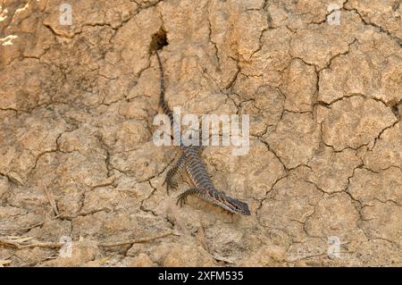 Rosenberg's goanna (Varanus rosenbergi) young returning to nest in termite mound. Kangaroo Island, South Australia. Vulnerable species. Stock Photo