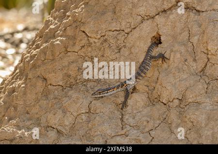 Rosenberg's goanna (Varanus rosenbergi) young returning to nest in termite mound. Kangaroo Island, South Australia. Vulnerable species. Stock Photo