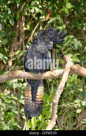 Red-tailed black cockatoo (Calyptorhynchus magnificus) adult female. Victoria, Australia Stock Photo