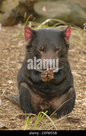 Tasmanian devil (Sarchopilus harrisii) adult grooming, Tasmania, Australia Stock Photo