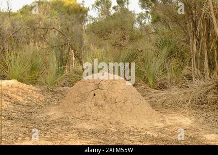 Rosenberg's goanna (Varanus rosenbergi) termite mound showing hole used as nest by young goannas. Kangaroo Island, South Australia Stock Photo