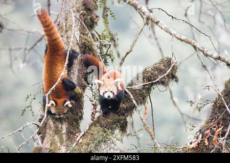 Red panda (Ailurus fulgens) subadult  siblings in the typical cloud forest habitat of Singalila National Park, West Bengal, India. Stock Photo