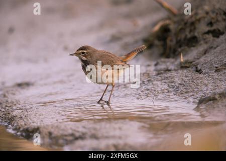 Bluethroat (Luscinia  cyanecula), female, Bayern, Germany. April Stock Photo