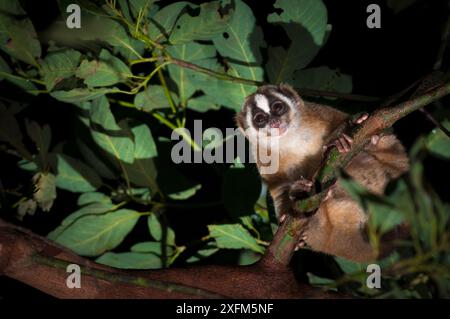A Javan slow loris (Nycticebus javanicus) is hanging upside down from ...