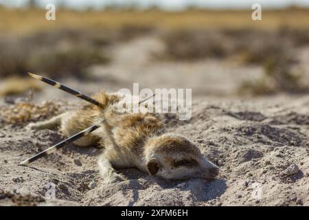 Meerkat (Suricata suricatta) barely alive, with Cape porcupine (Hystrix africaeaustralis) quills through his abdomen. Kalahari Desert, South Africa. Stock Photo