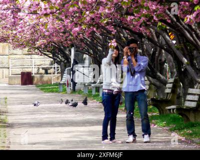 On a spring day a young Janpanese couple photograph the cherry blossom. East River, New York ,USA. 29th April 2009. Stock Photo