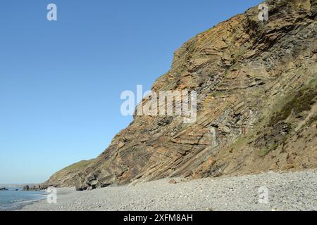 Chevron folds of Sandstone, mudstone and black shale rock layers in Millook Haven cliffs, Cornwall, UK, April 2014. Stock Photo