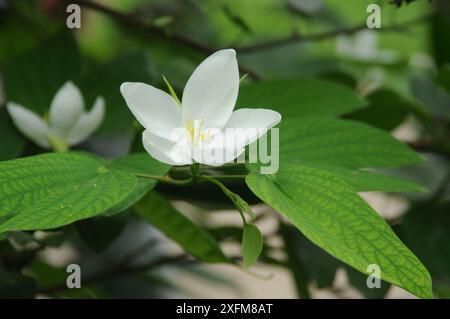 Shwetkanchan (Dwarf White Bauhinia) is a deciduous tree up to 3 meters tall. Leaves are 10-15 cm long and 7-12 cm wide. Leaf apex bipartite, smooth, l Stock Photo