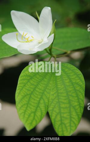 Shwetkanchan (Dwarf White Bauhinia) is a deciduous tree up to 3 meters tall. Leaves are 10-15 cm long and 7-12 cm wide. Leaf apex bipartite, smooth, l Stock Photo