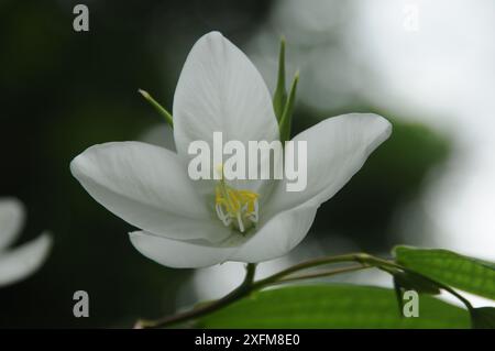 Shwetkanchan (Dwarf White Bauhinia) is a deciduous tree up to 3 meters tall. Leaves are 10-15 cm long and 7-12 cm wide. Leaf apex bipartite, smooth, l Stock Photo