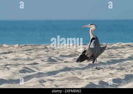 Grey heron (Ardea cinerea) sunbathing at the beach to dry plumage, Salalah, Sultanate of Oman, February. Stock Photo