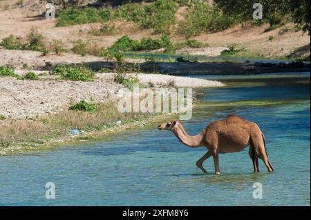 Arabian camel / dromedary (Camelus dromedarius) crossing Wadi Darbat, Sultanate of Oman, February. Stock Photo