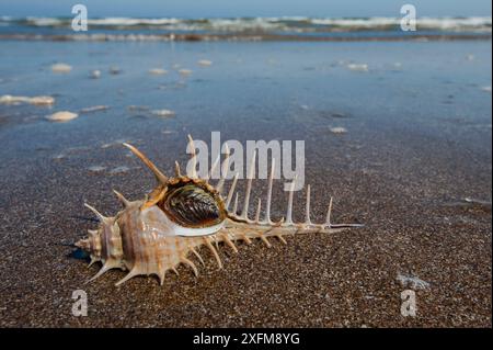 Woodcock murex snail (Murex scolopax), its aperture locked with operculum, Gulf of Oman, Sultanate of Oman, January, CROPPED Stock Photo