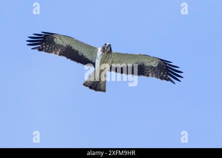 Booted eagle (Hieraaetus pennatus) adult in flight, Gabarevo area, Bulgaria Stock Photo