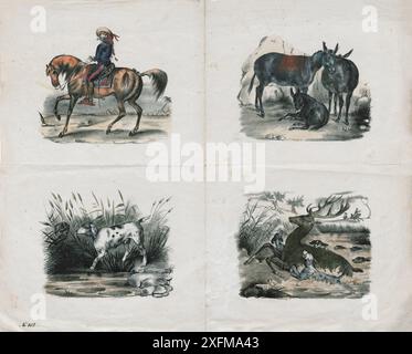 Vintage color lithograph dog hunting for wild boar. 1870 Stock Photo ...