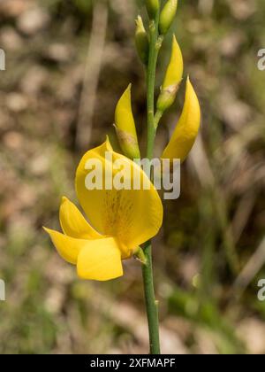 Spanish broom (Spartium junceum) flower, Podere Montecucco, Orvieto, Italy, June. Stock Photo