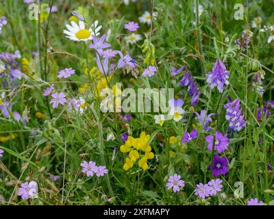 Roadside flowers near Castelluccio di Norcia (Umbria) including Venus looking glass (Legousia speculum-veneris). Vetch (Vicia viullosa), Cranesbill (Geranium molle), Field pansy (Viola arvensis) Umbria. Italy, July. Stock Photo