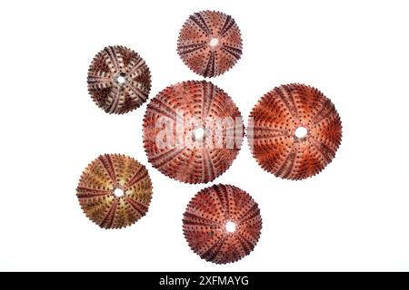 Black sea urchin (Arbaxia lixula) shells on white background, Greece. Stock Photo