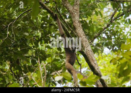 Bornean white-bearded gibbon (Hylobates albibarbis) Gunung Palung National Park, Borneo Stock Photo