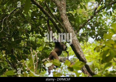 Bornean white-bearded gibbon (Hylobates albibarbis) Gunung Palung National Park, Borneo Stock Photo