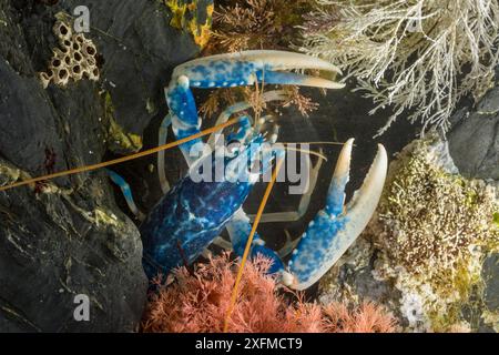 European / Common Lobster (Homarus gammarus) in rocky retreat. Controlled conditions, Cornwall, UK. May. Stock Photo