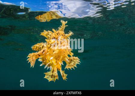 Sargassum frogfish (Histrio histrio) swimming below the surface in shallow water. Bitung, North Sulawesi, Indonesia. Lembeh Strait, Molucca Sea. Stock Photo