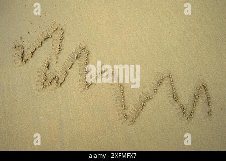 A trail of sand balls left behind on the beach after the feeding of a ghost crab (Ocypode sp.). The beach is rich in olivine mineral, which is why it is green. Floreana Island, Galapagos Islands, Ecuador. Tropical East Pacific Ocean. Stock Photo