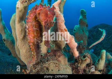 Wide angle portrait of a red female Hedgehog seahorse (Hippocampus spinosissimus) attached to a group of sponges. Bitung, North Sulawesi, Indonesia. Lembeh Strait, Molucca Sea. Stock Photo