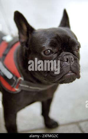 small black dog in the street Stock Photo