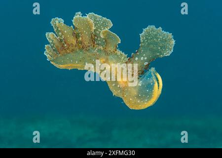 Nudibranch (Melibe viridis) swimming.  Bitung, North Sulawesi, Indonesia. Lembeh Strait, Molucca Sea. Stock Photo