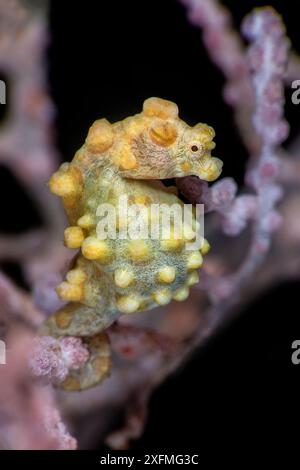 Pygmy seahorse (Hippocampus bargibanti) pregnant male in a Sea fan (Muricella sp.). Bitung, North Sulawesi, Indonesia. Lembeh Strait, Molucca Sea. Stock Photo