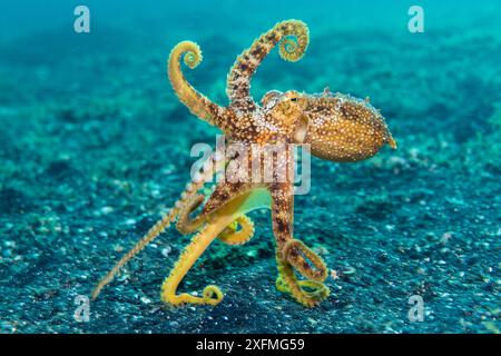 Motoi / Ocellate octopus (Amphioctopus mototi), displaying its arms as it moves across the seabed. Bitung, North Sulawesi, Indonesia. Lembeh Strait, Molucca Sea. Stock Photo