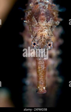 Hedgehog seahorse (Hippocampus spinosissimus)portrait, Bitung, North Sulawesi, Indonesia. Lembeh Strait, Molucca Sea. Stock Photo