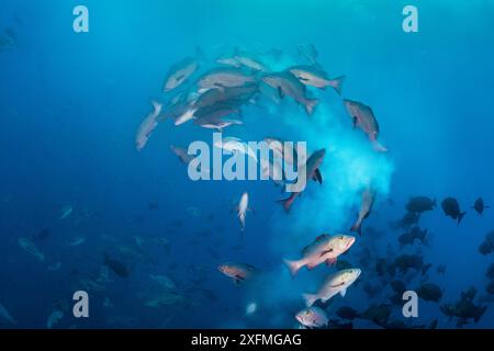 Bohar snappers (Lutjanus bohar) breaking up into smaller groups to spawn close to full moon. The fish swim short arches above the main group as they release clouds of gametes (eggs from the female, sperm from the males). Shark City, Ulong, Rock Islands, Palau. Tropical Pacific Ocean. Stock Photo