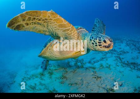 Green turtle (Chelonia mydas) begins to swim back to the surface to breathe after feeding on seagrass. Marsa Shouna, Port Ghalib, Marsa Alam, Egypt. Red Sea Stock Photo