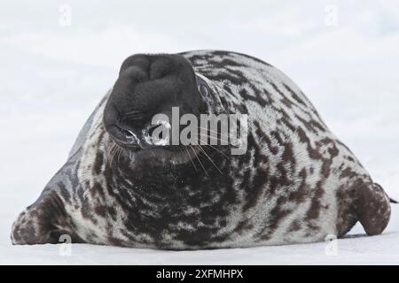 Hooded Seal (Cystophora cristata), male, Magdalen Islands, Canada Stock Photo