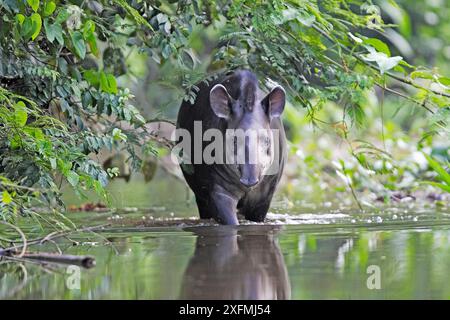 Brazilian tapir (Tapirus terrestris) in water, Tambopata Research Centre, Peru. Small repro only Stock Photo