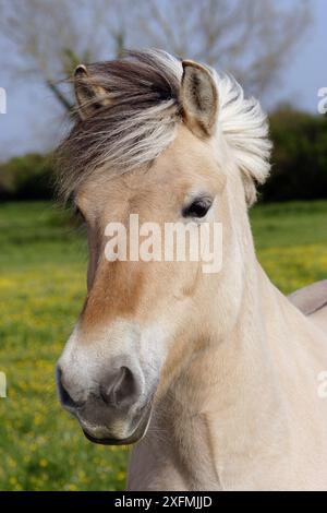 Henson x Fjord domestic horse portrait, Marquentaire, Somme, France, May. Stock Photo