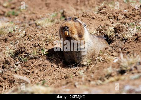 Giant molerat (Tachyoryctes macrocephalus), Bale area, Ethiopia Stock Photo