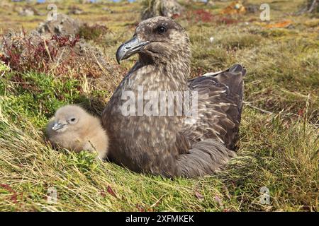 Falkland skua (Catharacta antarctica), adult with chick, Pebble Island, Falkland islands Stock Photo