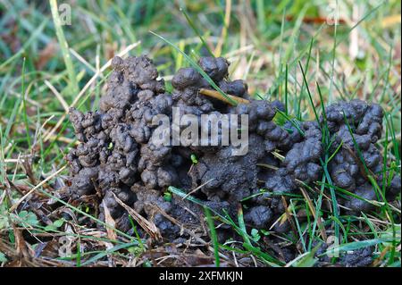 Common earthworm (Lumbricus  terrestris) castings on   ground, Provence, France Stock Photo