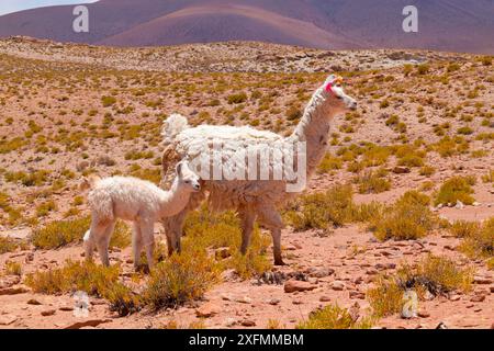 Llama mother and calf, Bolivia. December. Stock Photo