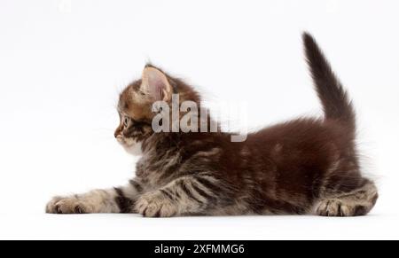 Tabby Persian-cross kitten, age 7 weeks. Stock Photo