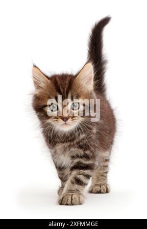 Tabby Persian-cross kitten, age 7 weeks, walking. Stock Photo
