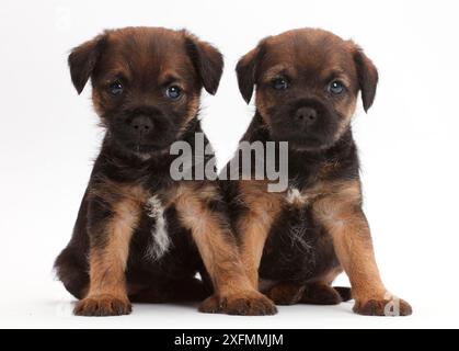 Border Terrier puppies, age 5 weeks. Stock Photo