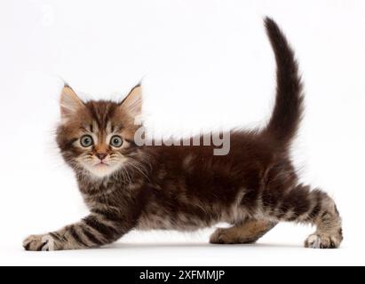 Tabby Persian-cross kitten, age 7 weeks, looking startled Stock Photo